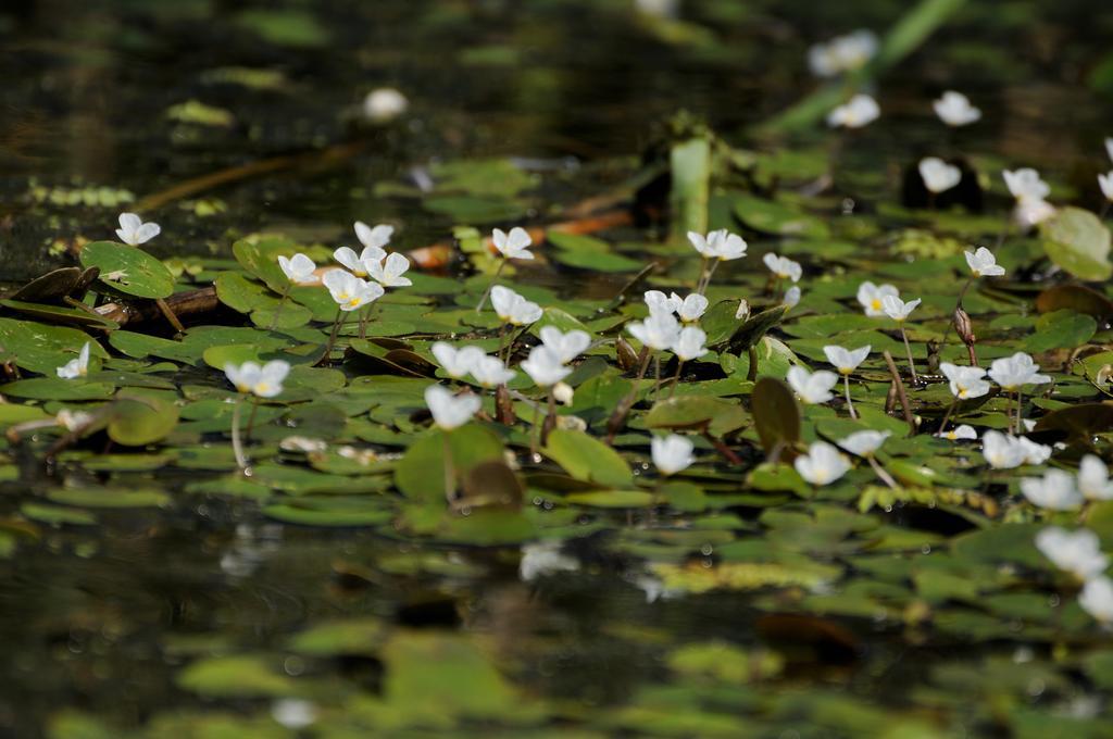 Vila Delta Travel - Mila 23 Mila Douăzeci şi Trei Zewnętrze zdjęcie