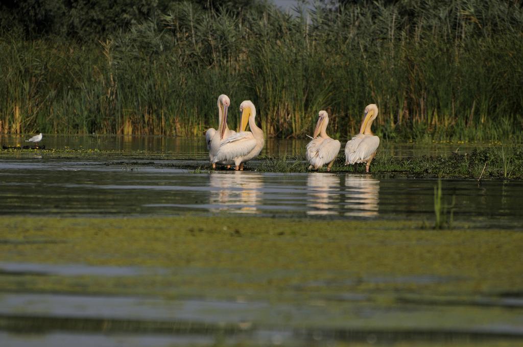 Vila Delta Travel - Mila 23 Mila Douăzeci şi Trei Zewnętrze zdjęcie