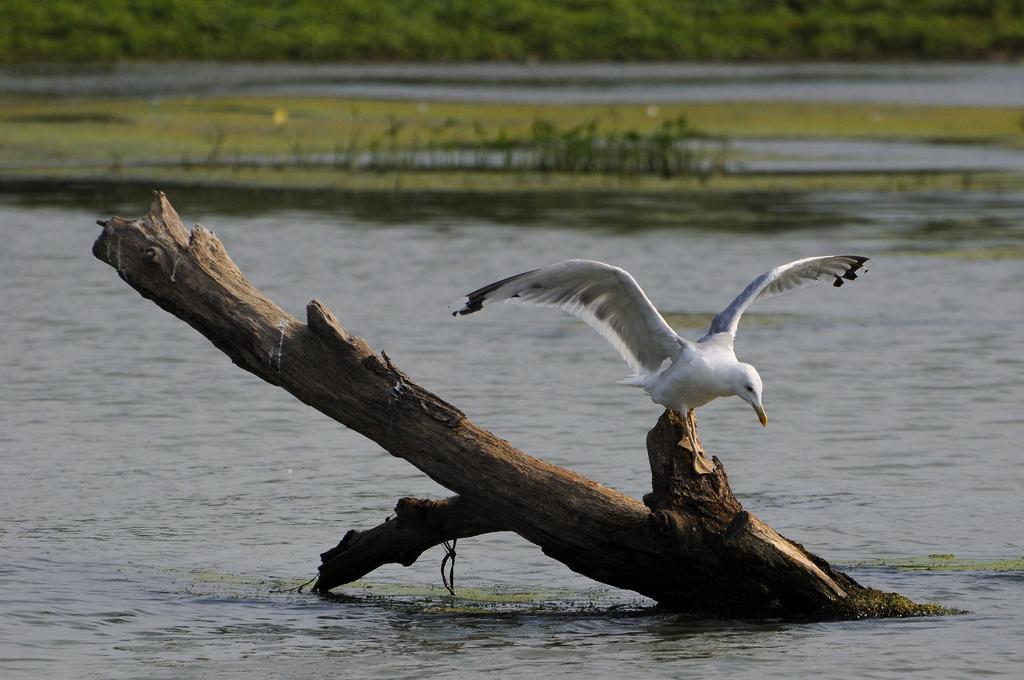 Vila Delta Travel - Mila 23 Mila Douăzeci şi Trei Zewnętrze zdjęcie